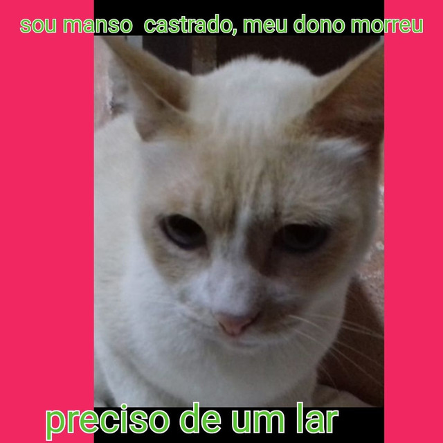 Castrados - Foto 2