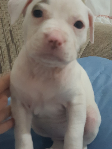 American Pitbull Terrier - Foto 2