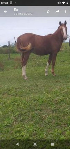 Vendo cavalos e burro - Foto 4