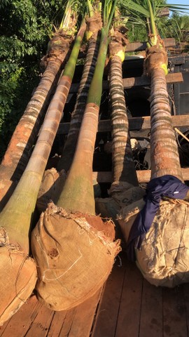 Coqueiro anão e palmeira imperial  - Foto 6