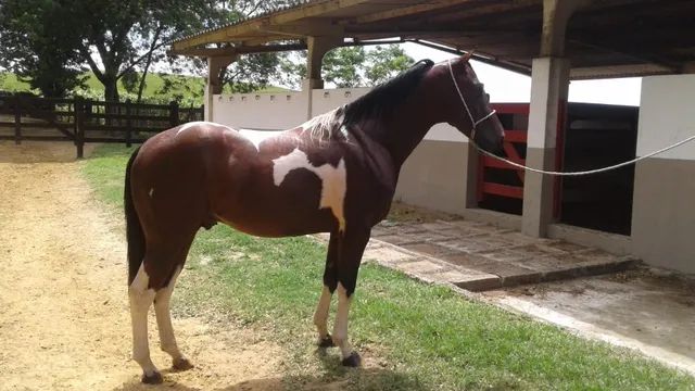 Vendo cavalo Painthorse PO Registrado (sólido com frente aberta) - Cavalos  e acessórios - Praia do Canto, Vitória 1256500999