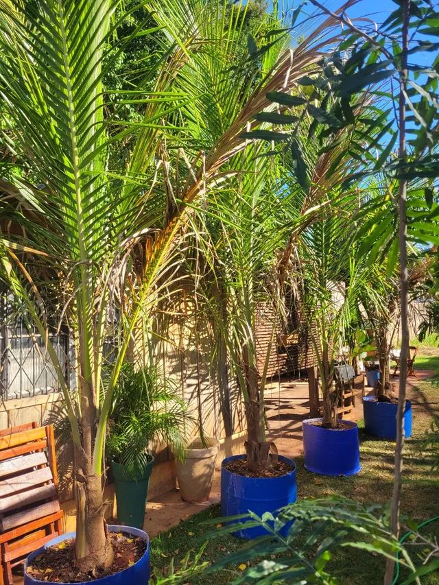 Coco Anão porte 3 metros  - Foto 2