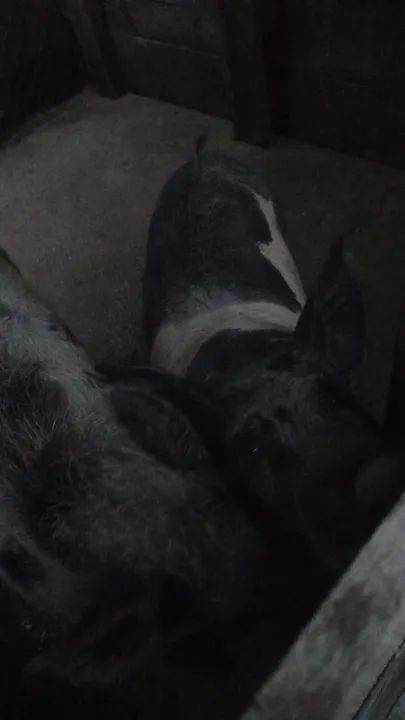 Porcos para venda - Foto 3