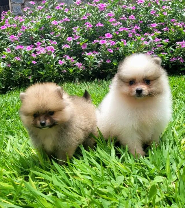 Spitz Alemão de Qualidade - Foto 4