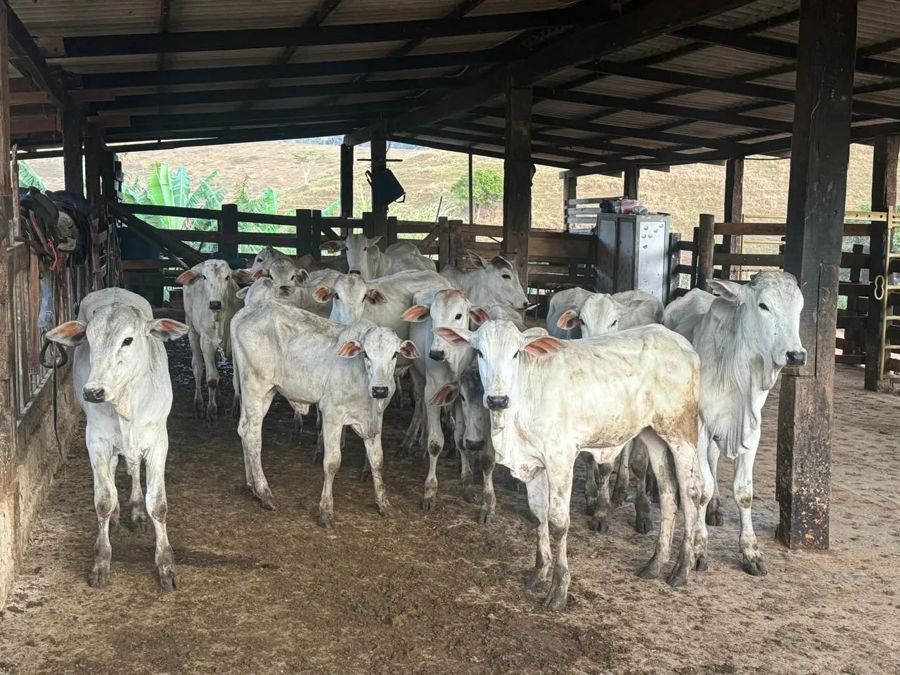 Bezerros Nelore -e uns mestiço  - Foto 2