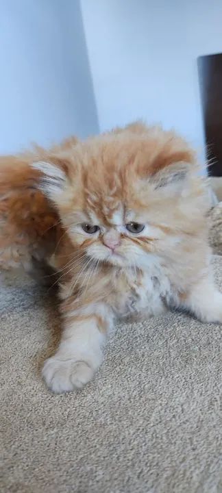 Persas red disponível macho e fêmea... - Foto 2