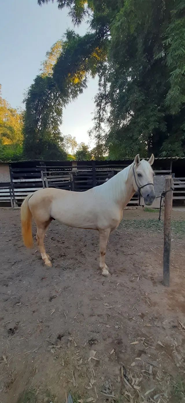 Cavalo Mangalarga - Cavalos e acessórios - Quarteirão Ingelheim ...