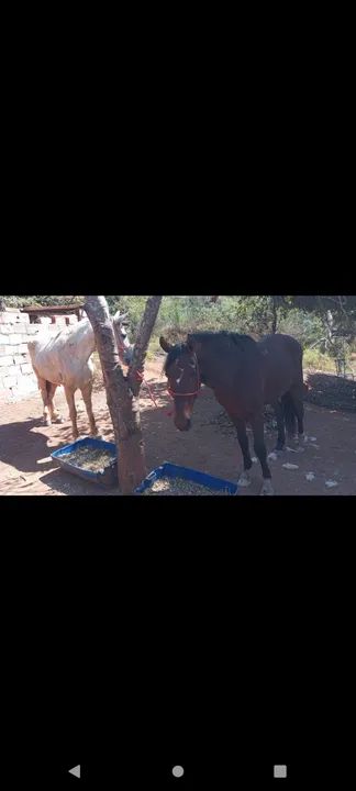 Vendo esses cavalos de raça no precinho para sair rápido com documentos e tudo  - Foto 5