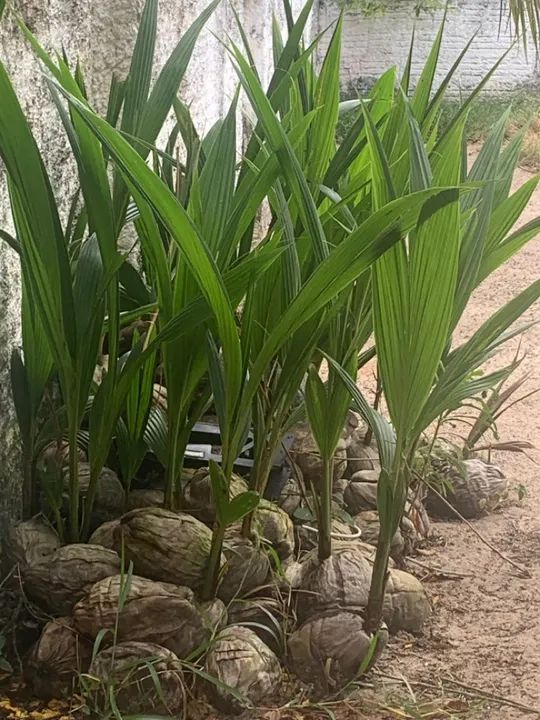 mudas de coqueiro anão 