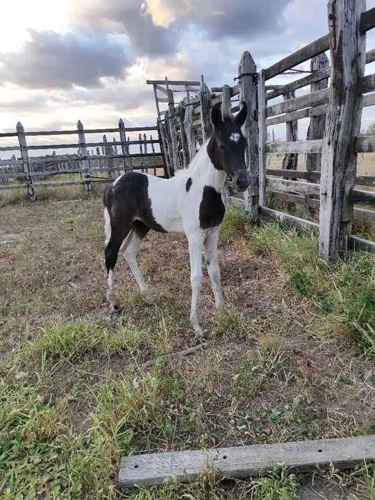 Potro neto de Haiti sobrinho de elfo  - Foto 2