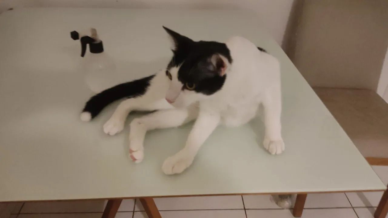 Gato branco e preto disponível para adoção