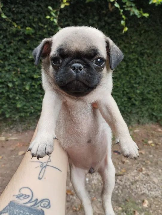 Vendo filhote de mini pug - Foto 4