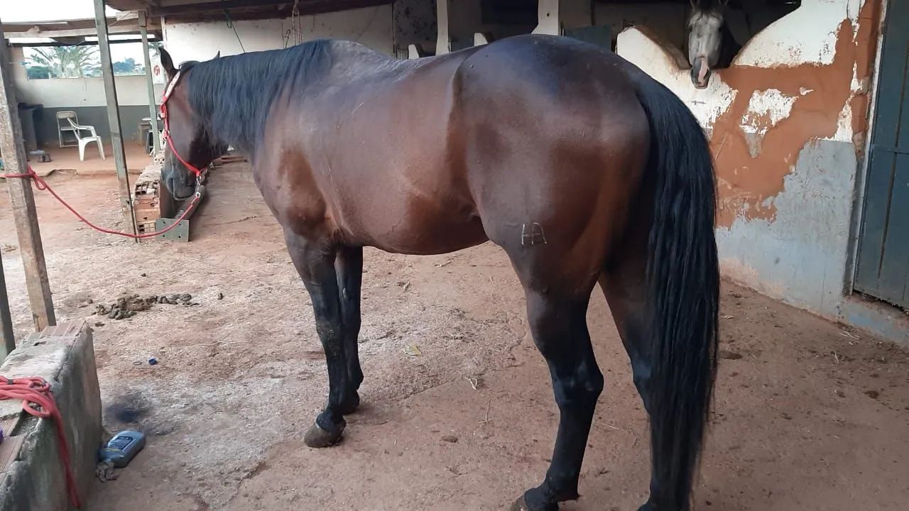 Cavalo Quarto de Milha REGISTRADO!!! - Foto 4