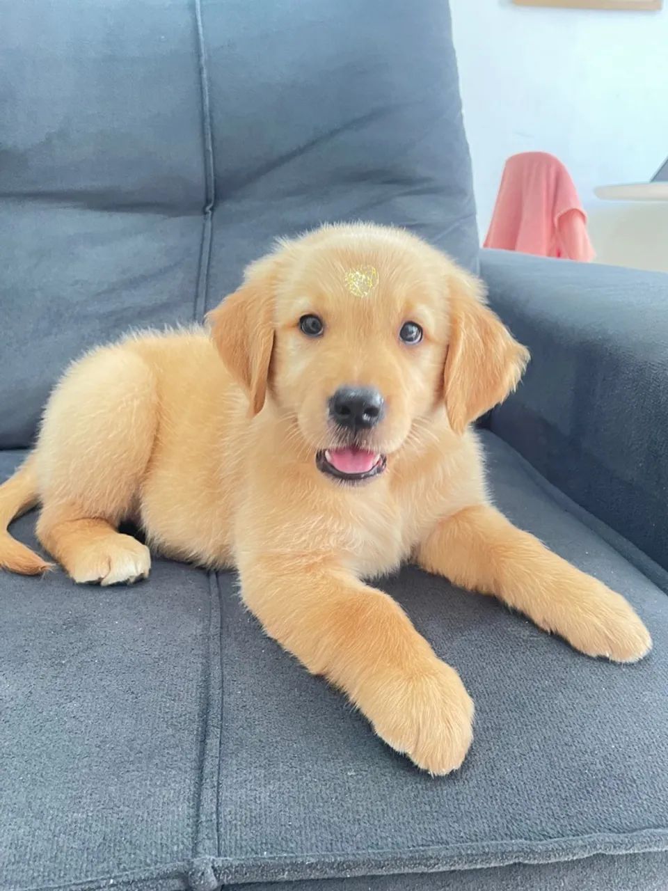Golden Retriever filhote