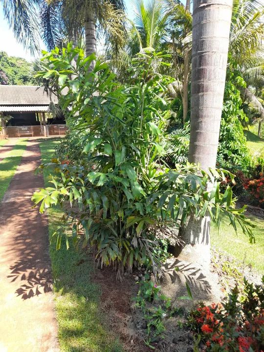 Palmeira Rabo de Raposa.  - Foto 4