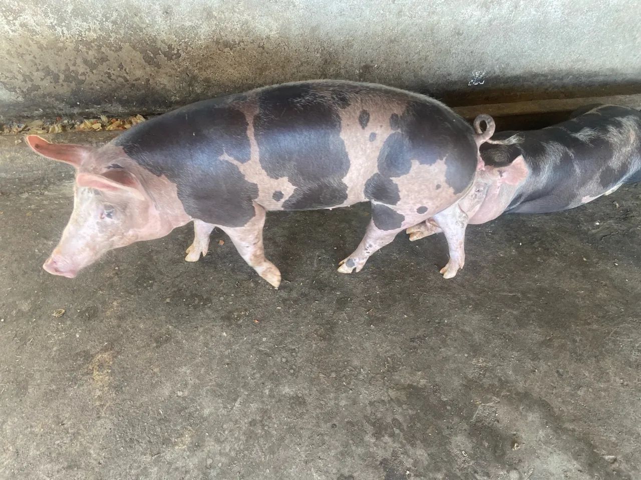 Suínos de ótima qualidade  - Foto 2
