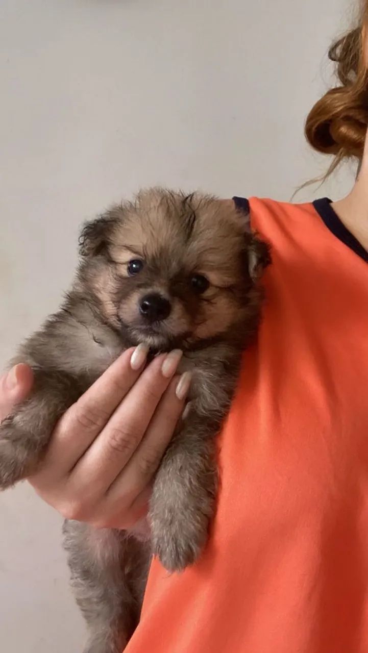 Filhote de Spitz Alemão : Pelúcia de 4 Patas! - Foto 2