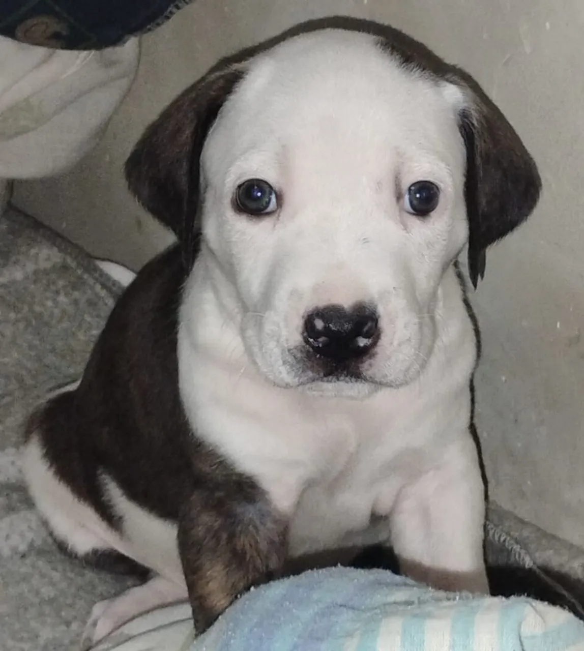 Filhote Pitbull