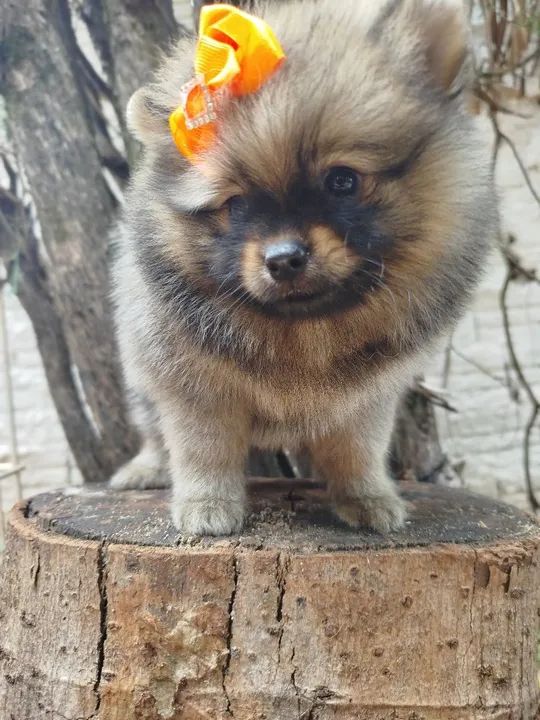 Pomerânia fêmea minuscula - Foto 4