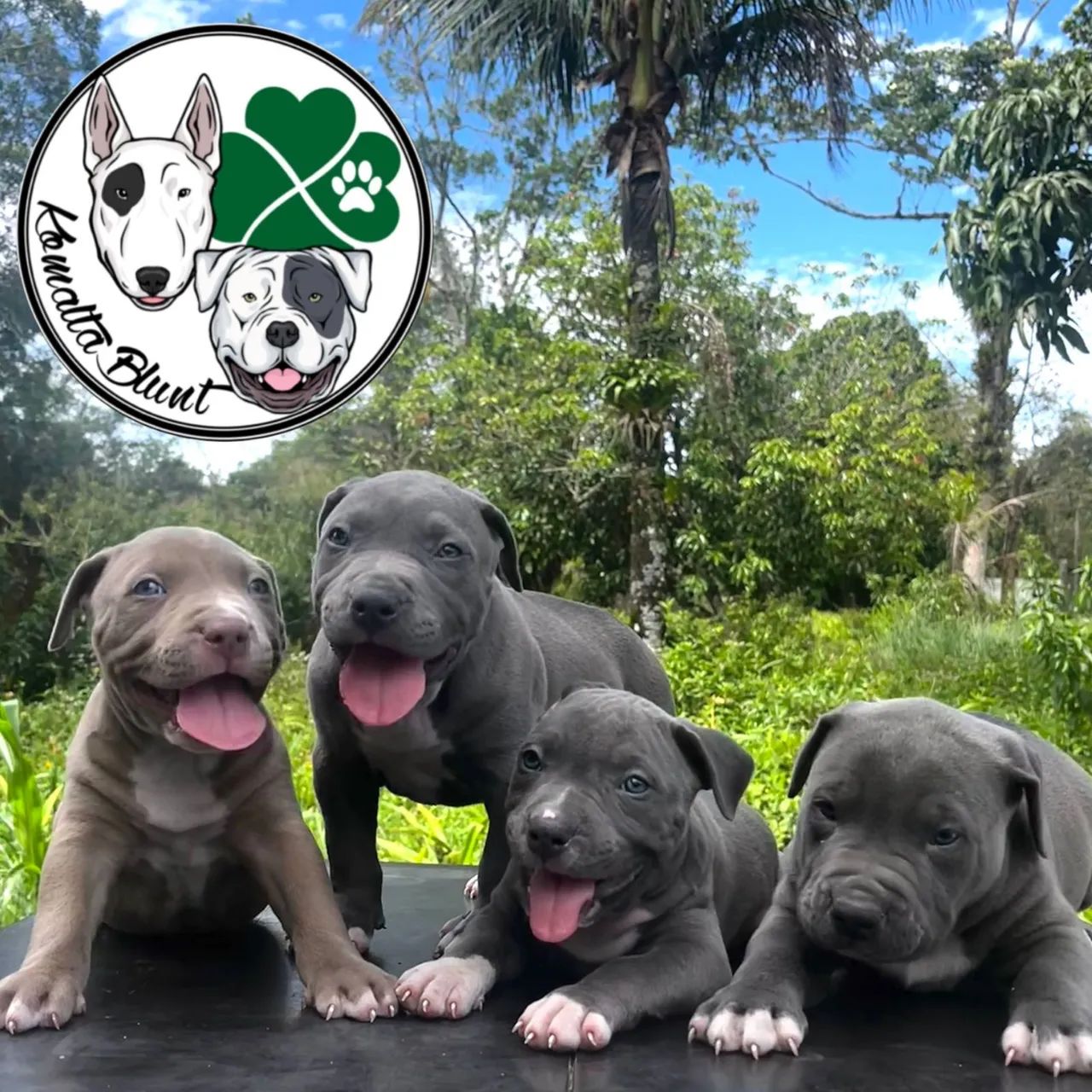 Pit Monster, filhotes com garantia e Pedigree