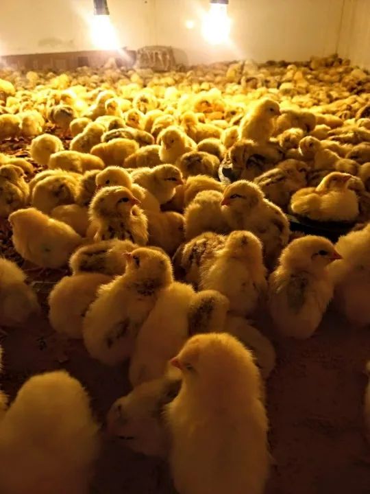 Filhotes de pintinhos Caipiras - R$ 3,00 cada