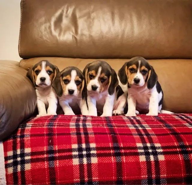 Filhotes de Beagle com Garantia de Saúde e Qualidade!