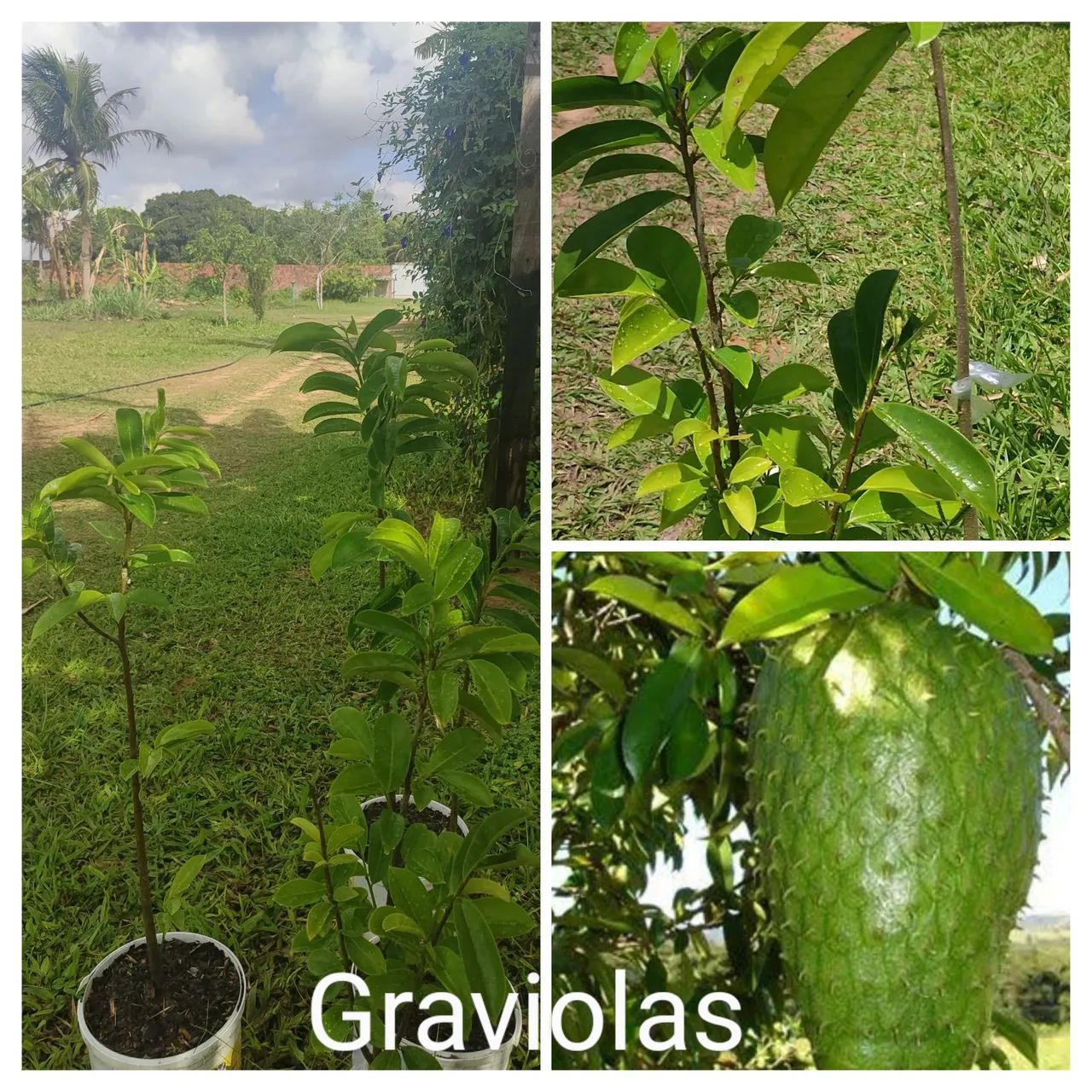 Mudas de Graviola - Produção de Frutos