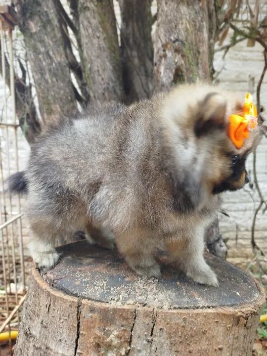 Pomerânia fêmea minuscula - Foto 2