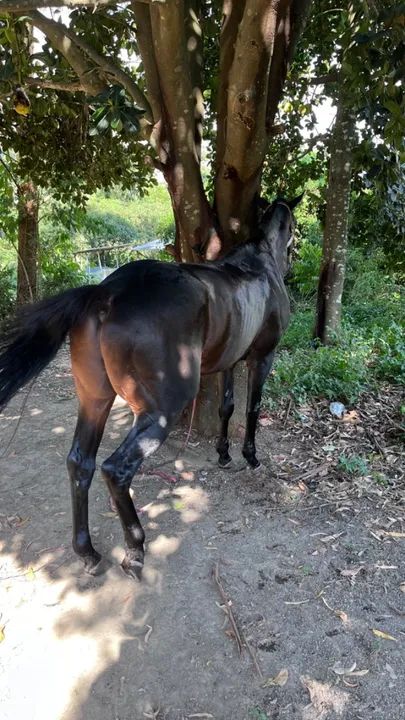 Cavalo puro sangue inglês  - Foto 4