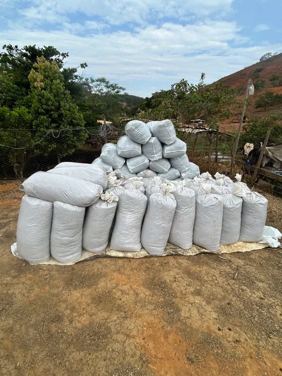 Silagem de milho 64309220546435121