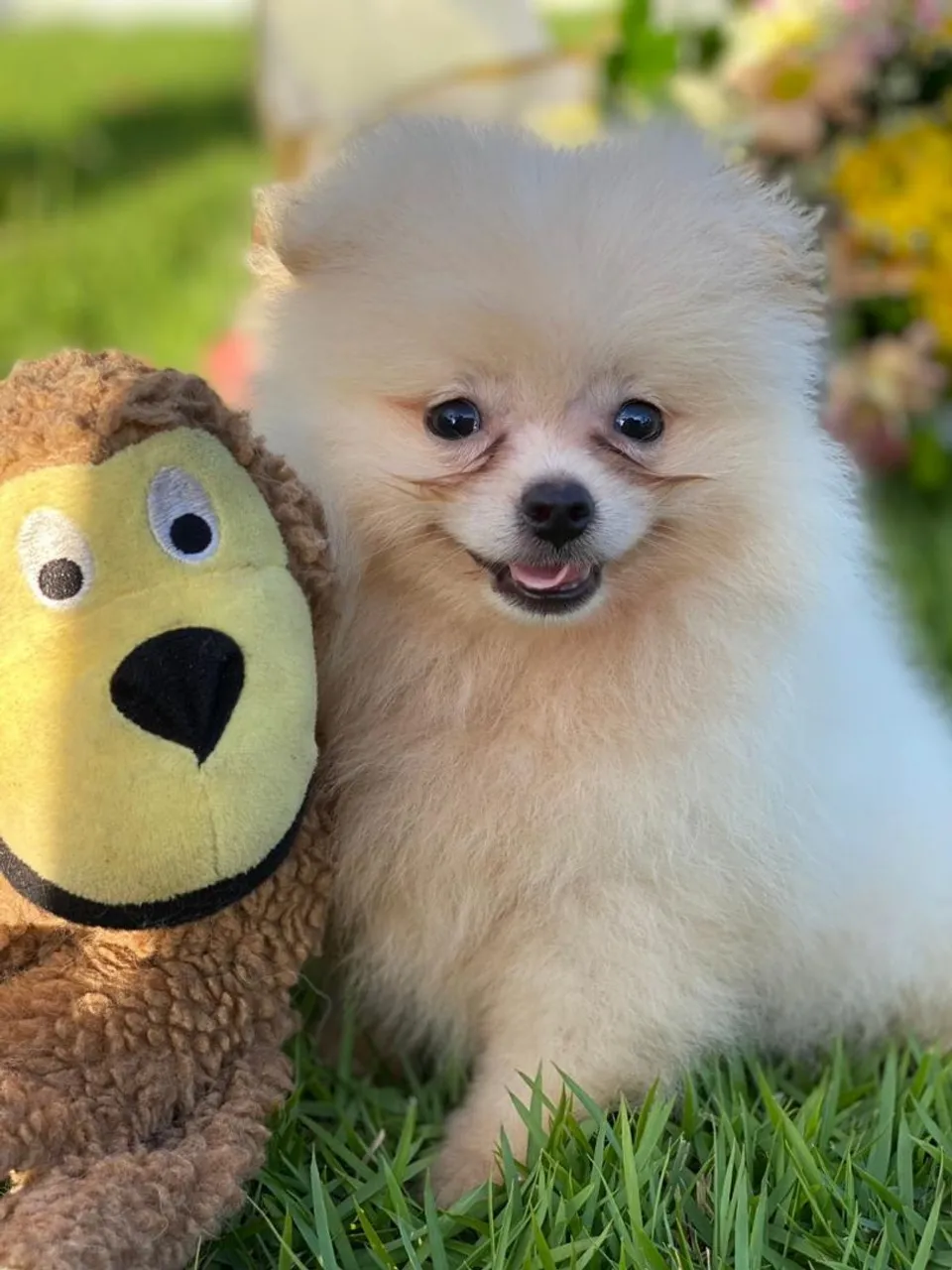 Spitz Alemão Mini