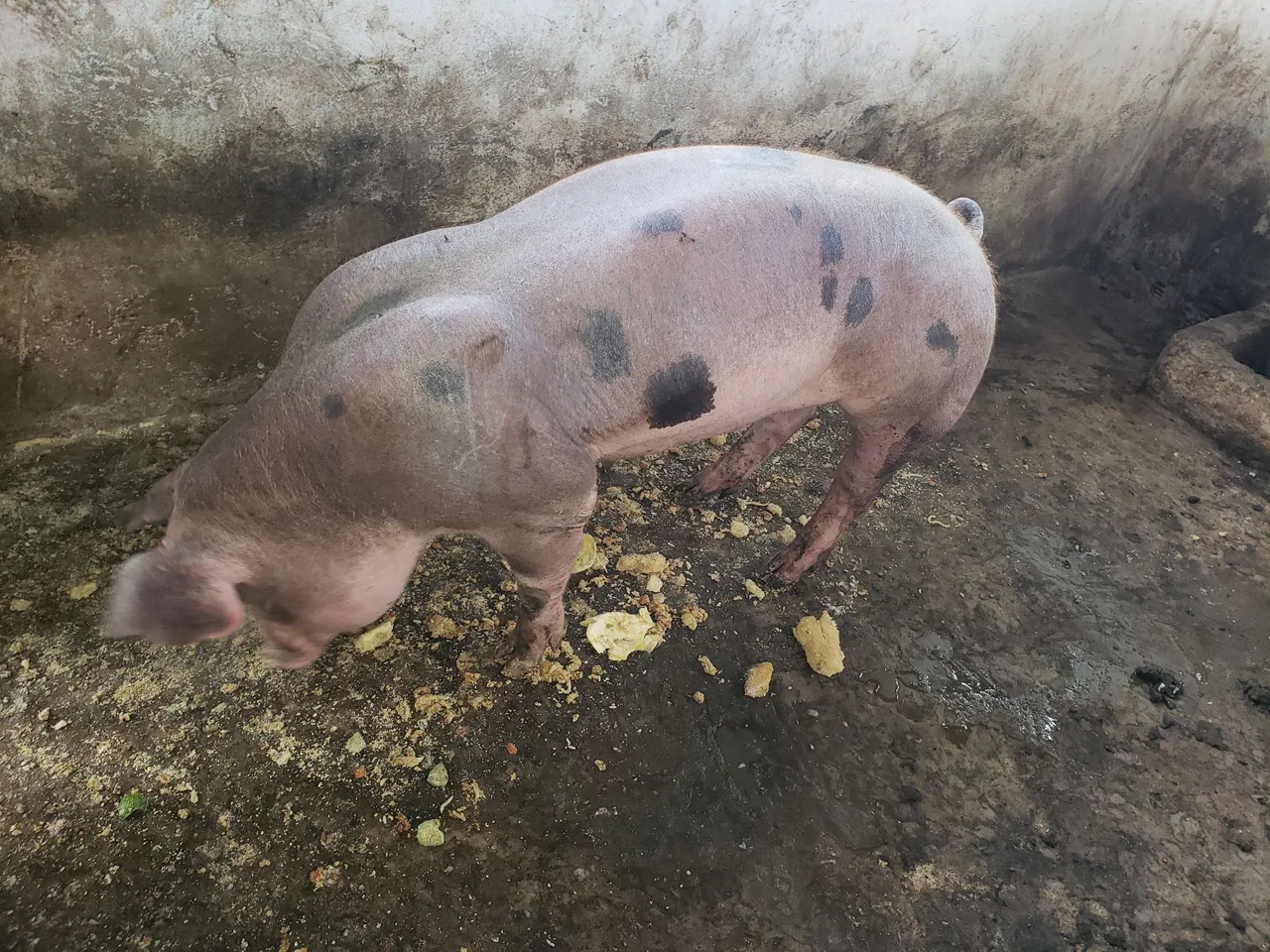 Porco para venda