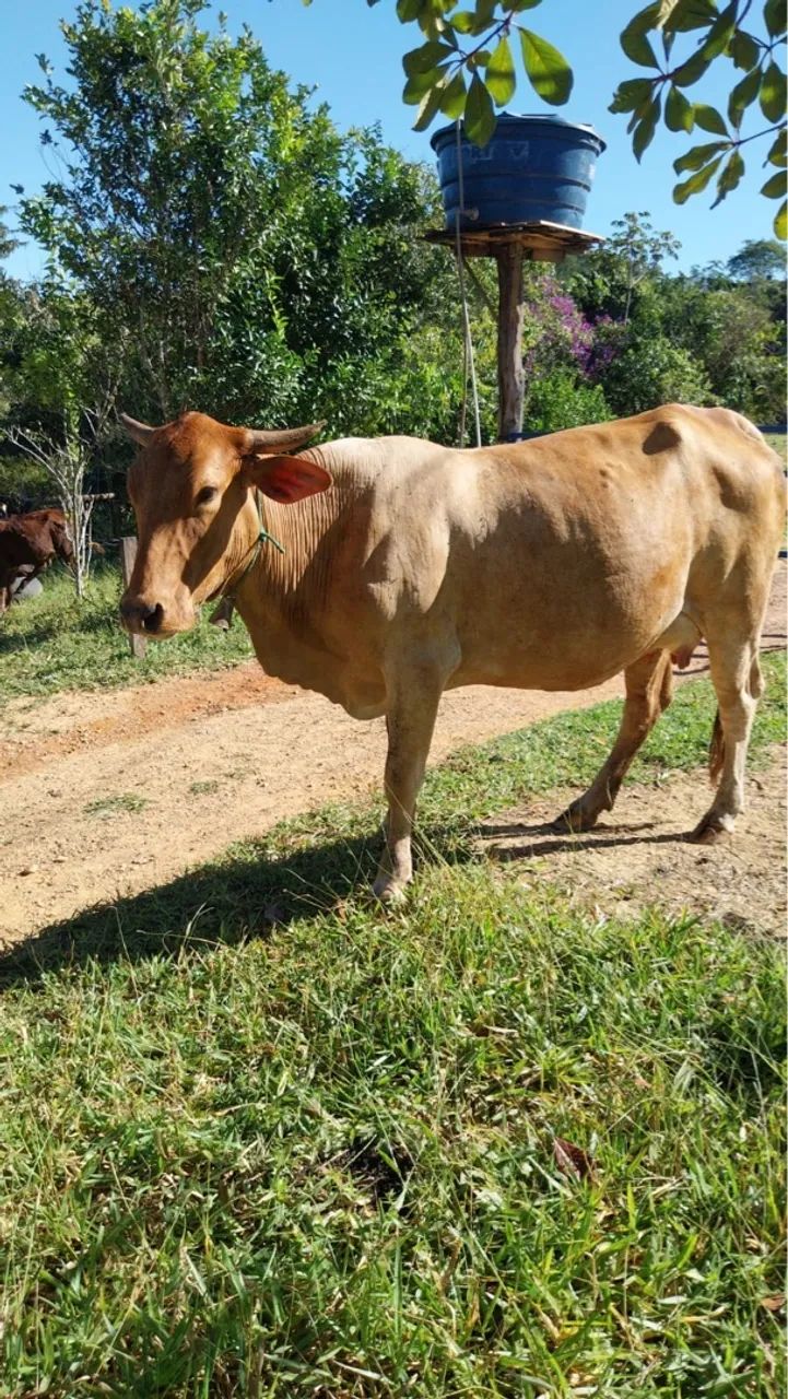 4 vacas sendo 1 com um bezerro