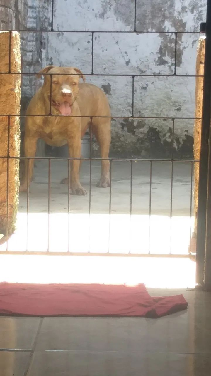 Pitbull lindo e forte - Foto 4