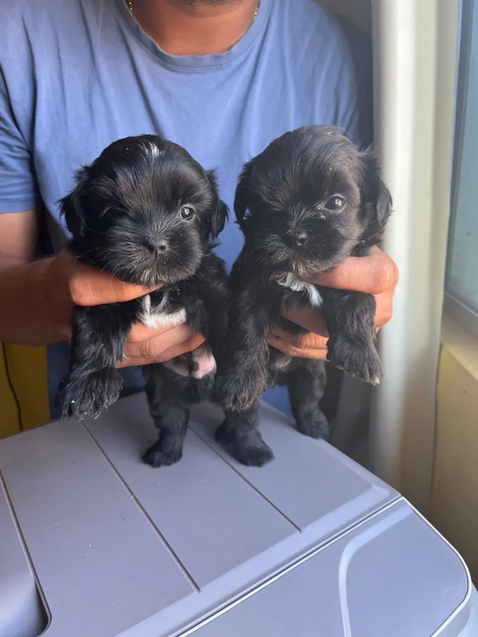Cachorros disponível