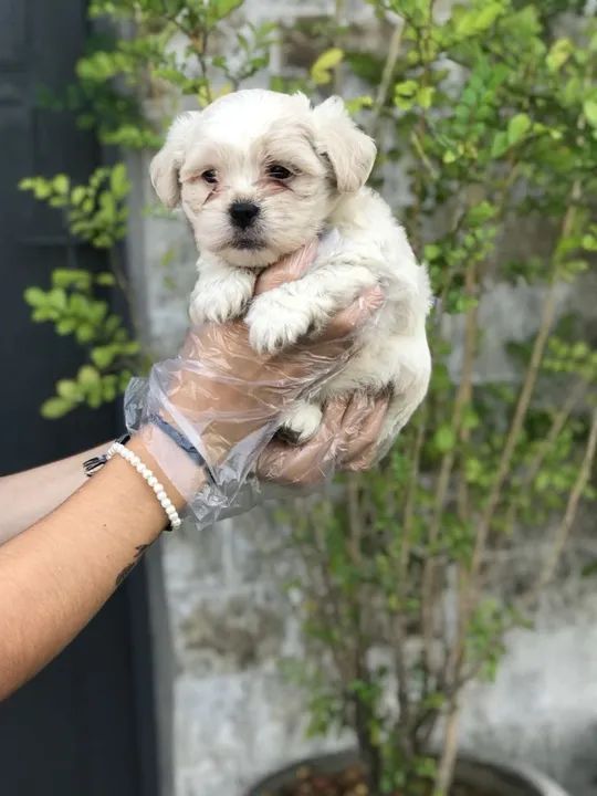 Lhasa Apso os mais fofos de são Paulo - Foto 2