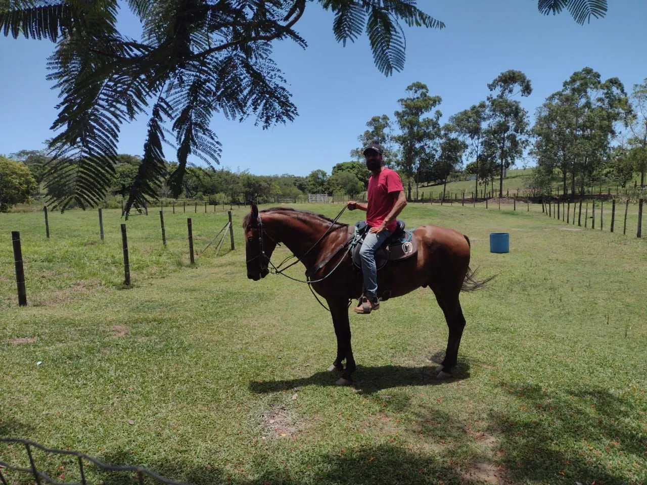 CAVALO VENDA OU TROCA