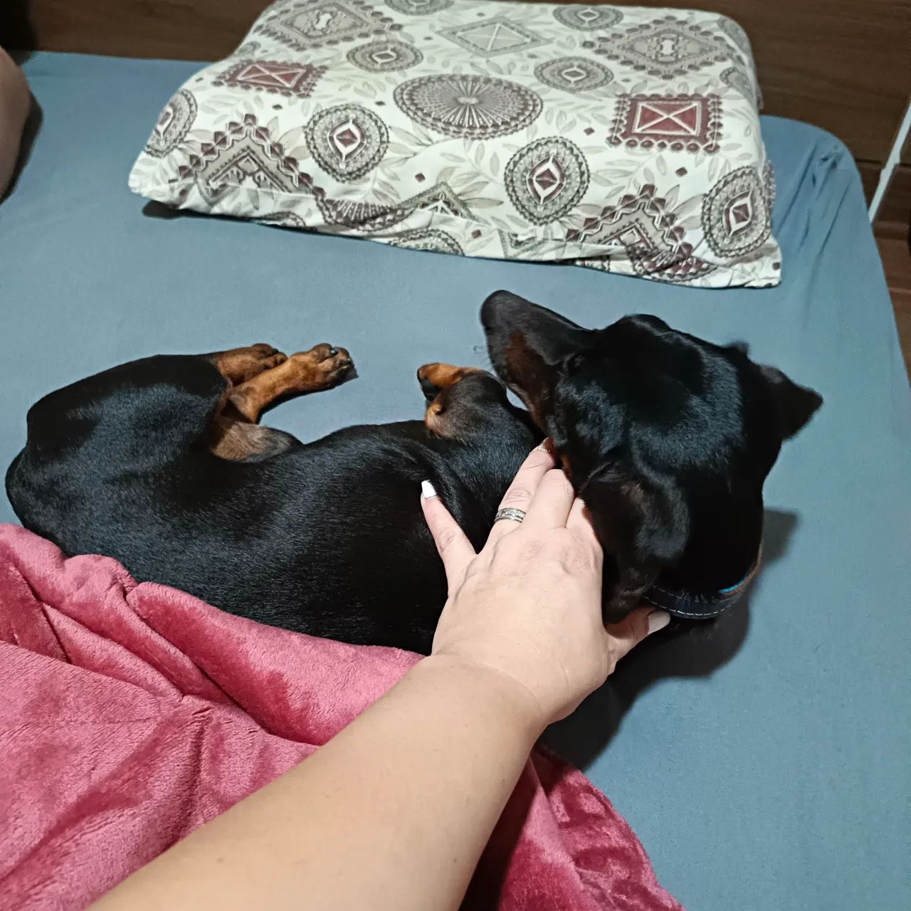 Vendo macho de Basset dachshund mini ÓTIMO PADREADOR - Foto 3