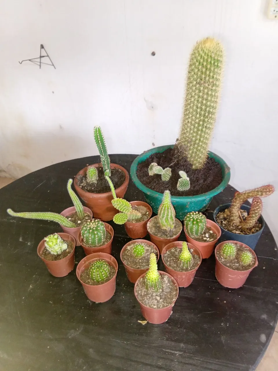 Cactos de diversos tamanhos e espécies - Coleção