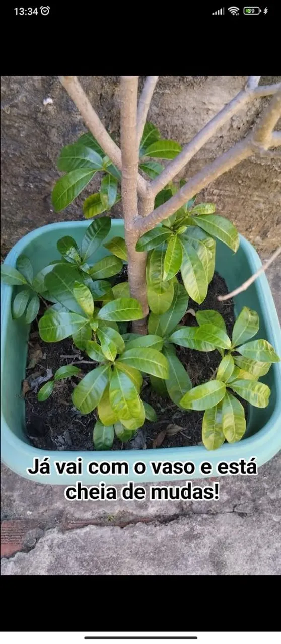 PLANTA FLOR DE JASMIM COM MUDAS NO VASO