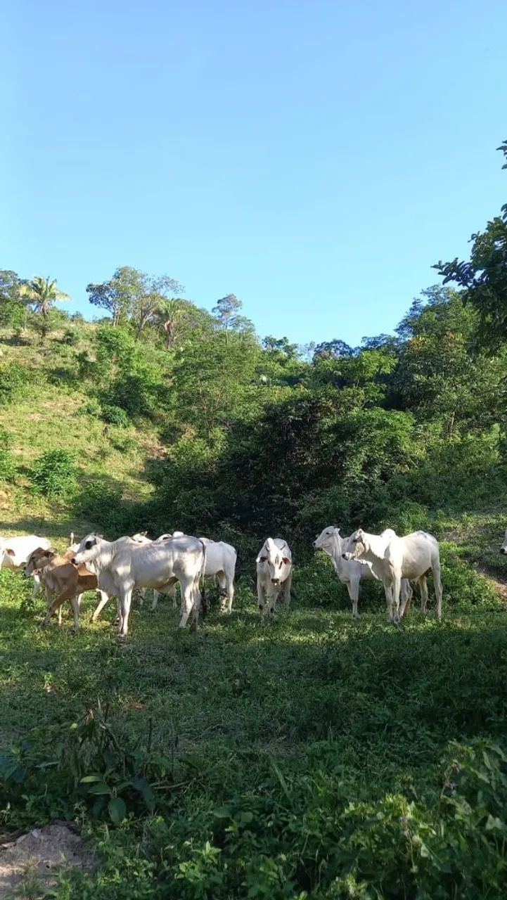 Fazenda DF/GO Planaltina 