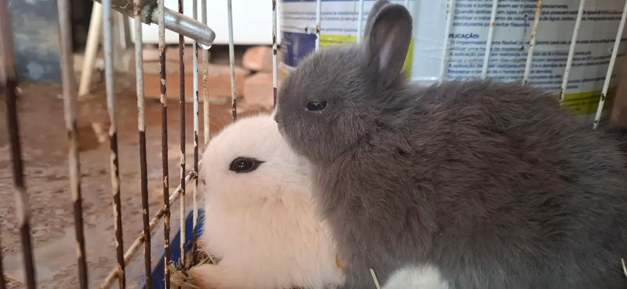 bebê  de mine coelho netherland dwarf fêmeas  - Foto 2