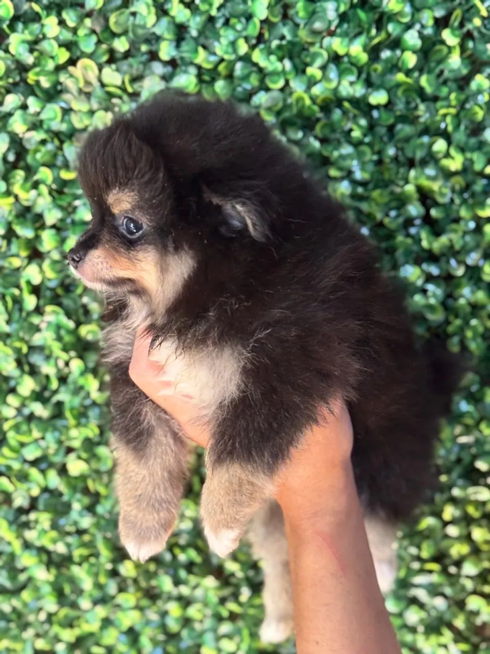 Filhote de Spitz Alemão - Lulu da Pomerania 
