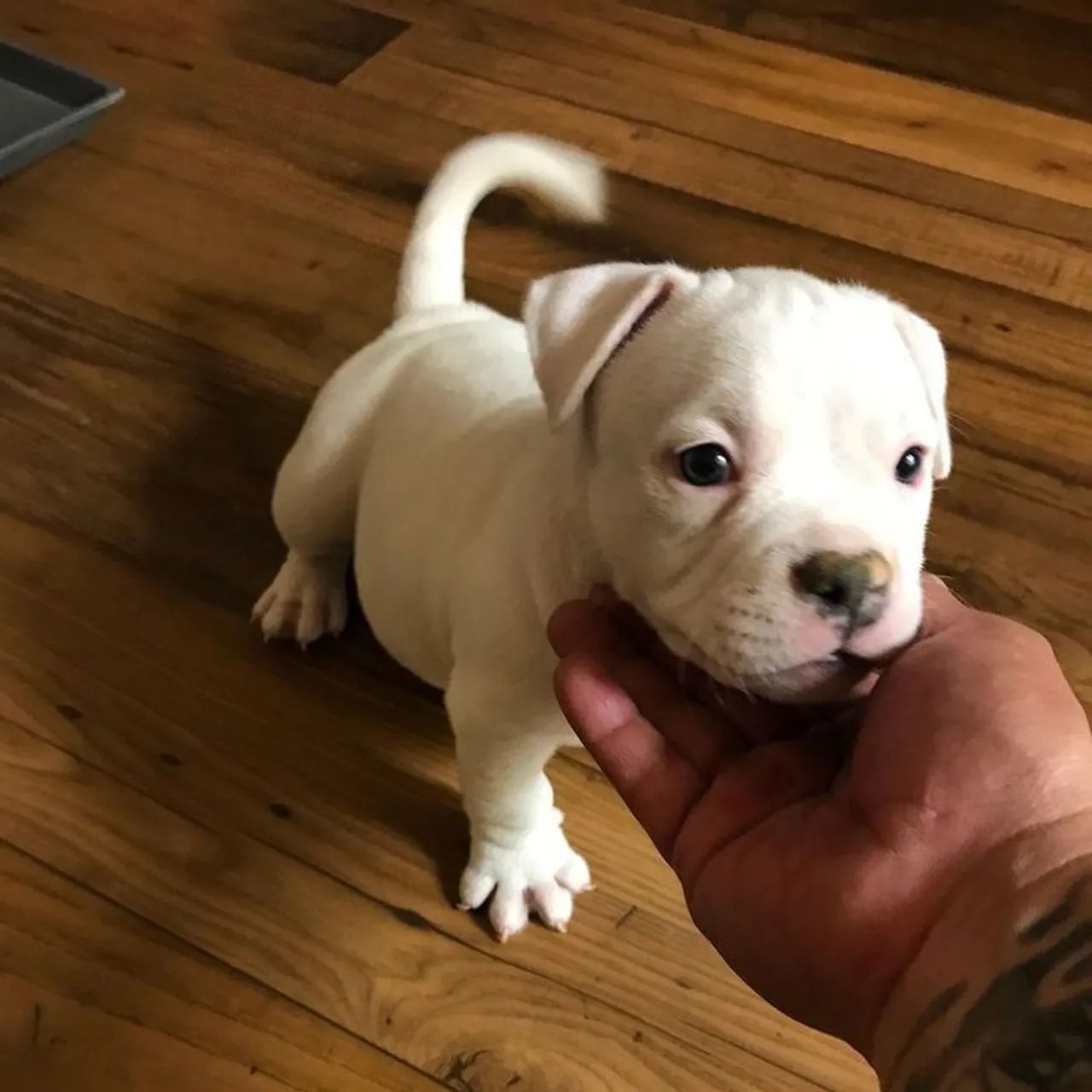 Filhote de Pitbull Branco