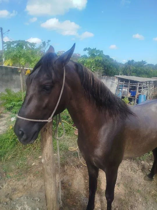Cavalo Mangalarga Marchador - Animal de Excelente Linhagem - Foto 5