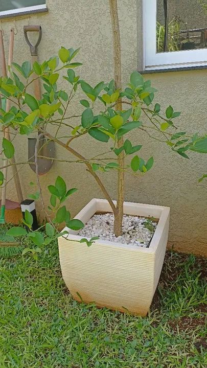 Vaso grande em polietileno quadrado com pé de limão taithi 