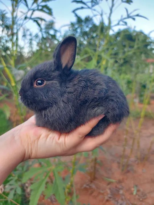 Coelhinho preto fofinho - Foto 2