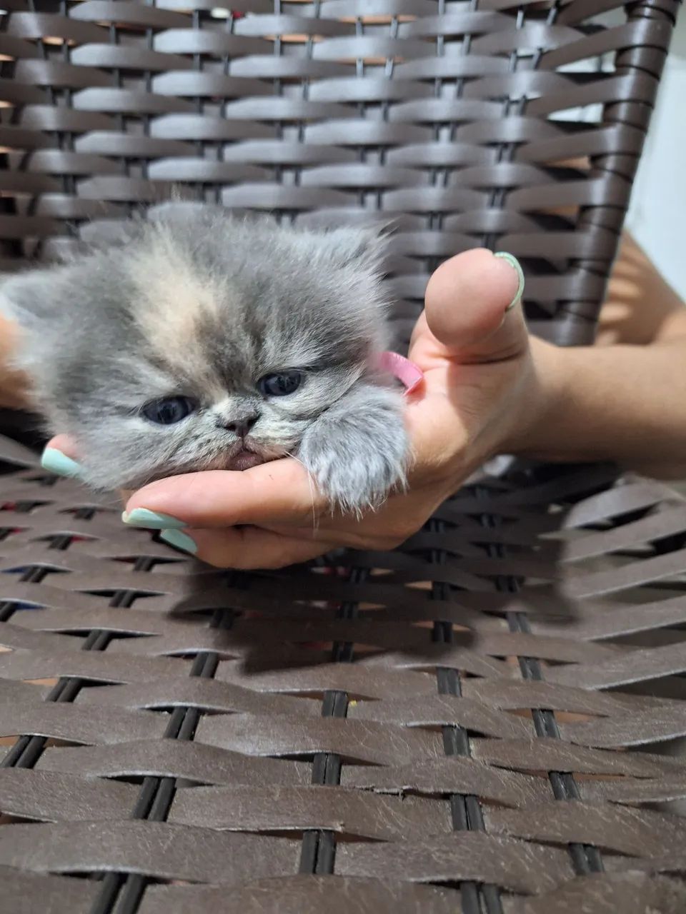 Gatinho Persa Branco - Foto 4