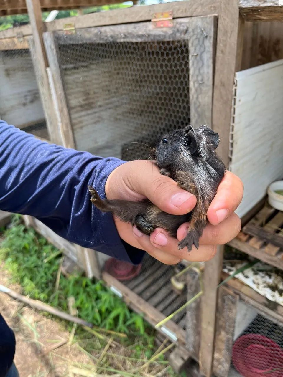 Filhote de porquinho da índia  - Foto 2