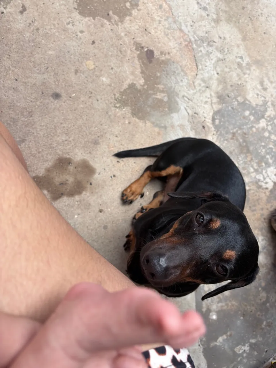 Cachorro Salsicha - dachshund